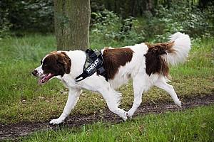 Ham pentru caini Beeztees K9 IDC Powerharness Size 2 CAMO 71-96