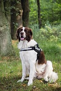 Ham pentru caini Beeztees K9 IDC Powerharness Size 3 ANT 82-115