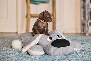 Jucarie pentru caine Beeztees XL-CUDDLE BOOMBA Grey