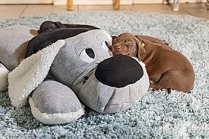 Jucarie pentru caine Beeztees XL-CUDDLE BOOMBA Grey