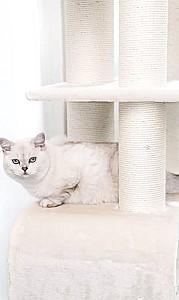 Ansamblu pentru pisici PETREBELS Rout 180 Cream