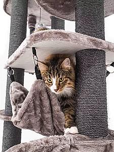 Ansamblu pentru pisici PETREBELS Scenic View 175 Cappuccino