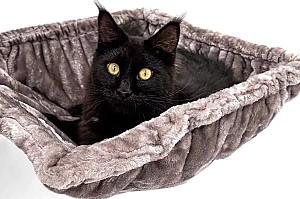 Ansamblu pentru pisici PETREBELS Kings&Queens Ramses 158 Cappuccino