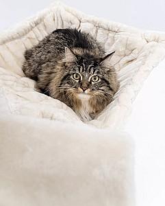 Ansamblu pentru pisici PETREBELS Kings&Queens Ramses 158 Cream