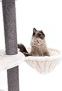 Ansamblu pentru pisici PETREBELS Kings&Queens Catharina 160 Cream