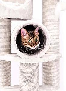 Ansamblu pentru pisici PETREBELS Kings&Queens Victoria 125 Cream