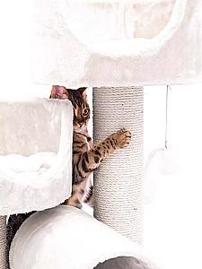 Ansamblu pentru pisici PETREBELS Kings&Queens Victoria 125 Cream