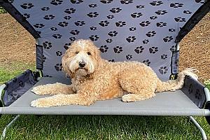 Pat pentru caine Disc-O-Bed L 60001