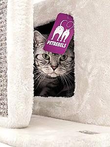 Ansamblu pentru pisici PETREBELS LITTLE ROCK 99 Cream