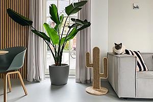 Ansamblu pentru pisici Beeztees CACTUS OZE