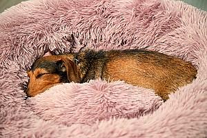 Pat pentru caine Beeztees YALI Beige