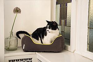 Pat pentru pisica Beeztees KUMBA Grey