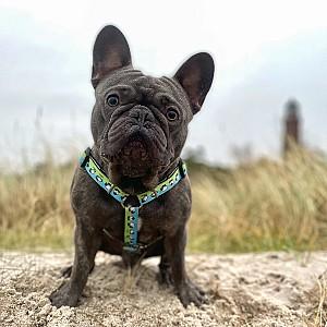 Ham pentru caini Max & Molly Black Sheep L