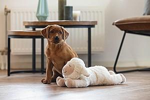 Jucarie pentru caine Beeztees HEARTBEAT Bowl