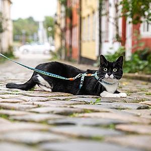  Max & Molly Black Sheep