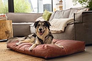 Pat pentru caine Beeztees NALINO DOG Pink