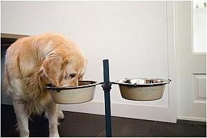 Bol de hrana pentru caini Beeztees CARTE