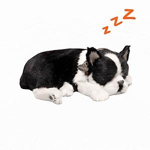 Jucarie de plus Perfect Petzzz Terrier Boston 91-35