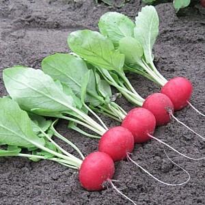 Seminte de ridichie Hazera Autella F1