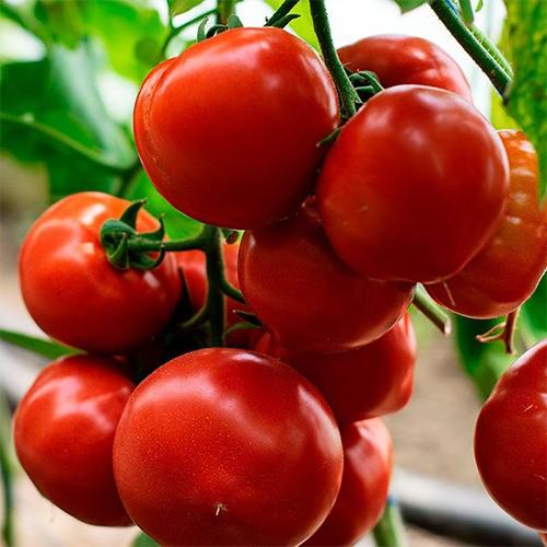 Seminte de rosii Kitano Seeds KS 301 F1