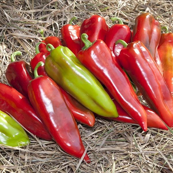 Seminte de ardei Kitano Seeds KS 2458 F1