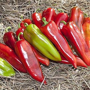 Seminte de ardei Kitano Seeds KS 2458 F1