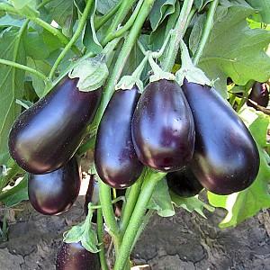 Seminte de vinete Kitano Seeds Prado F1