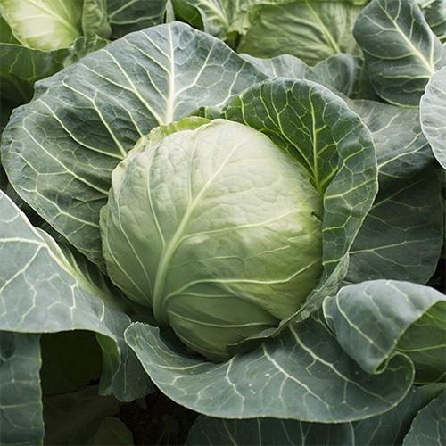 Seminte de varza alba Kitano Seeds Kanayama F1