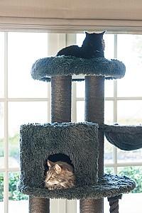 Ansamblu pentru pisici Beeztees KALEO Grey