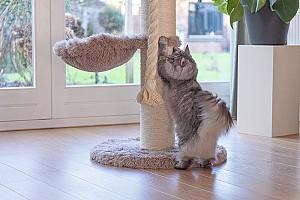 Ansamblu pentru pisici Beeztees RAMIRO Taupe