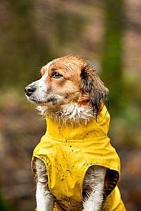  Flamingo RAINCOAT CIRO Yellow 50cm