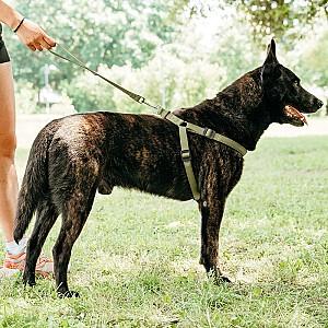 Ham pentru caini Ferplast DAYTONA P LARGE Olive