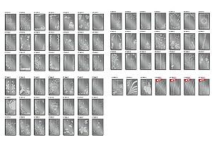 Dulap-cupe Confort-NV 190x60 cm (3 sablare / argint) Nimphea Alb