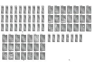 Dulap-cupe Confort-NV 190x60 cm (3 sablare / argint) Nimphea Alb