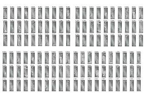 Dulap-cupe Confort-NV 190x60 cm (3 sablare / argint) Nimphea Alb