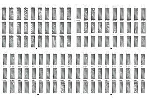 Dulap-cupe Confort-NV 190x60 cm (3 sablare / argint) Nimphea Alb