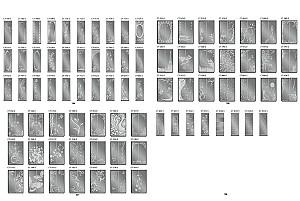 Dulap-cupe Confort-NV 220x45 cm (3 sablare / argint) Gri Grafit