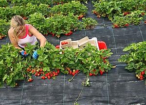 Peliculă pentru sere Bradas Agrotextil 90 g/m2 0.4x100 m