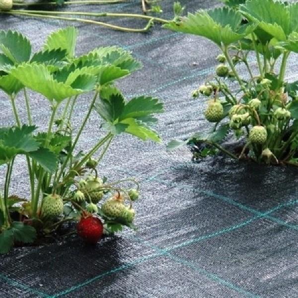 Peliculă pentru sere Greentech Agrotextil 90gsm 0,35x200