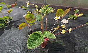 Peliculă pentru sere Greentech Spunbond 60gr (1.6x100m)