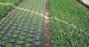 Peliculă pentru sere Greentech Agrotextil 90gsm (0.5x200m)