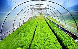 Peliculă pentru sere VM Folie verde anti UV 150mcr. H-10m, L-30m Turcia