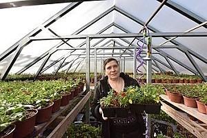 Peliculă pentru sere VM VM Folie verde anti UV 120mcr. H-10m, L-35m Turcia