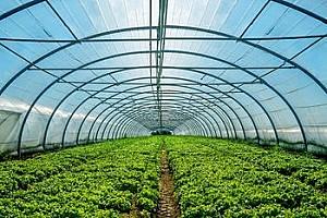 Peliculă pentru sere VM Peliculă verde anti UV 120mcr. H-8m, L-45m Turcia