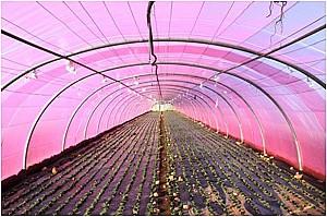 Peliculă pentru sere VM Folie roz UV+AB+LD+EVA 120mcr. H-12m, L-30m