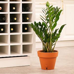  Santino Latina 14.5l