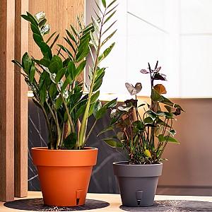  Santino Latina 14.5l