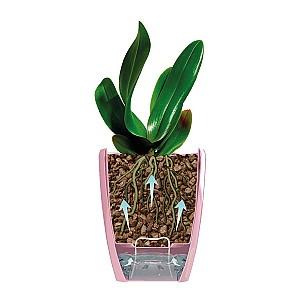  Santino Orchidea Twin 2l