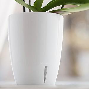  Santino Orchidea Twin 2l