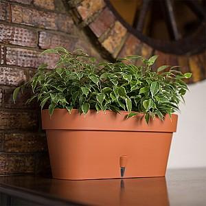  Santino Latina Window Box